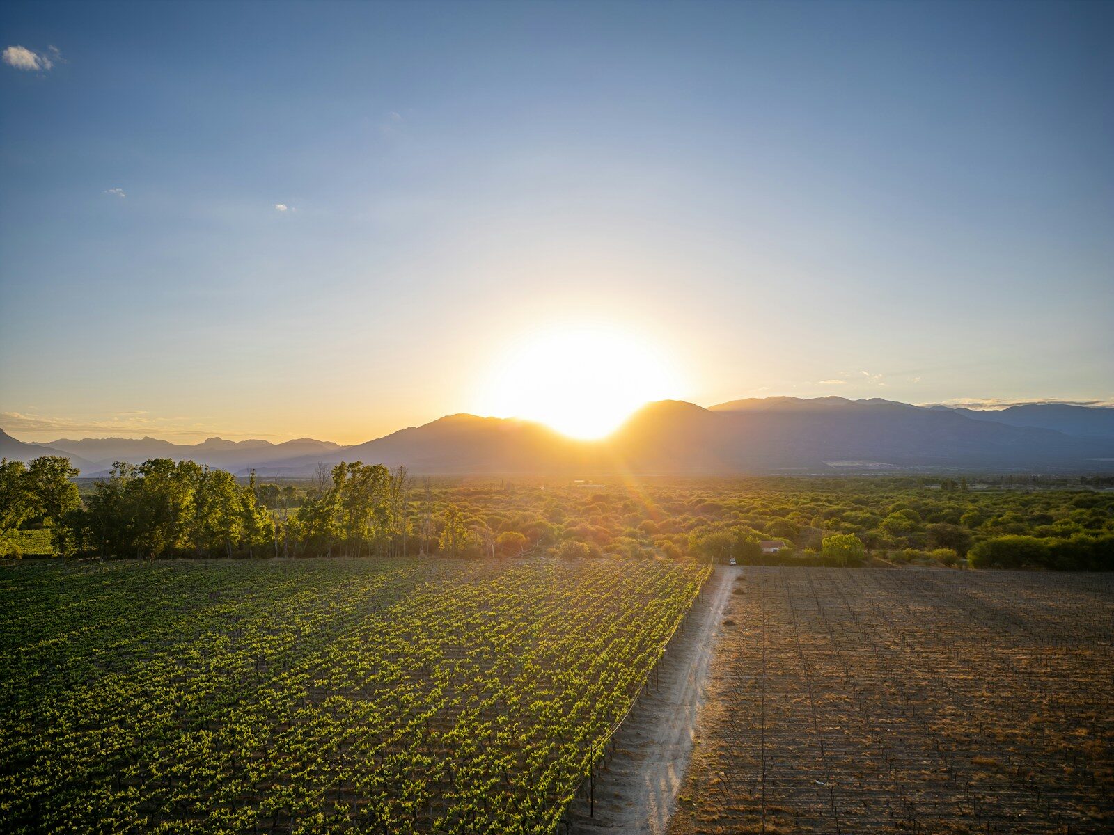 Sunset over a vineyard with mountains in background