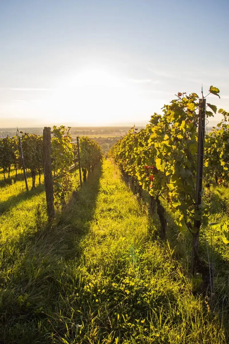 allée de vignes soleil en fond