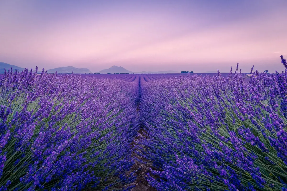 champs de lavandes provence circuits touristiques provence