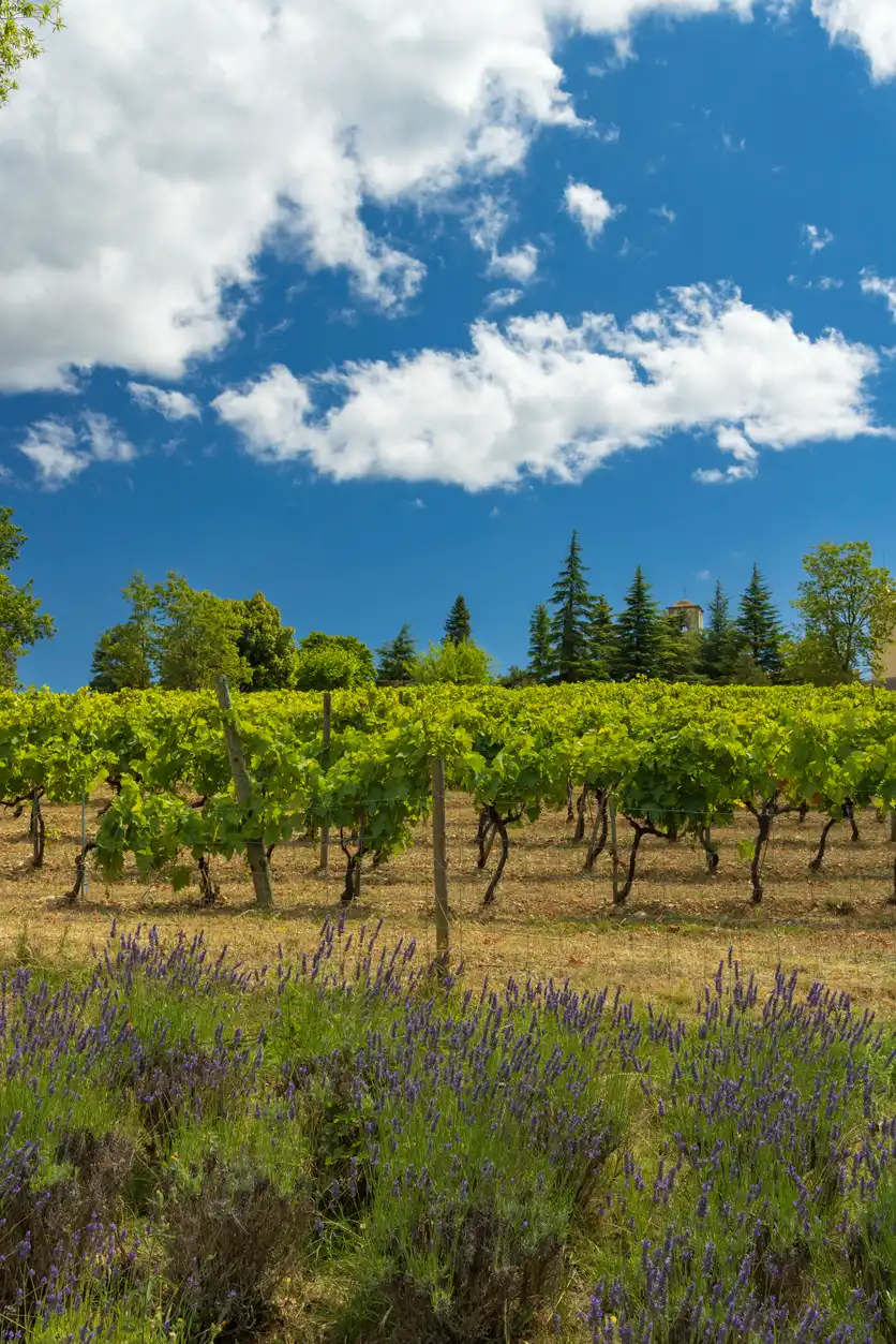 Lavender Fields & Vineyards of Provence