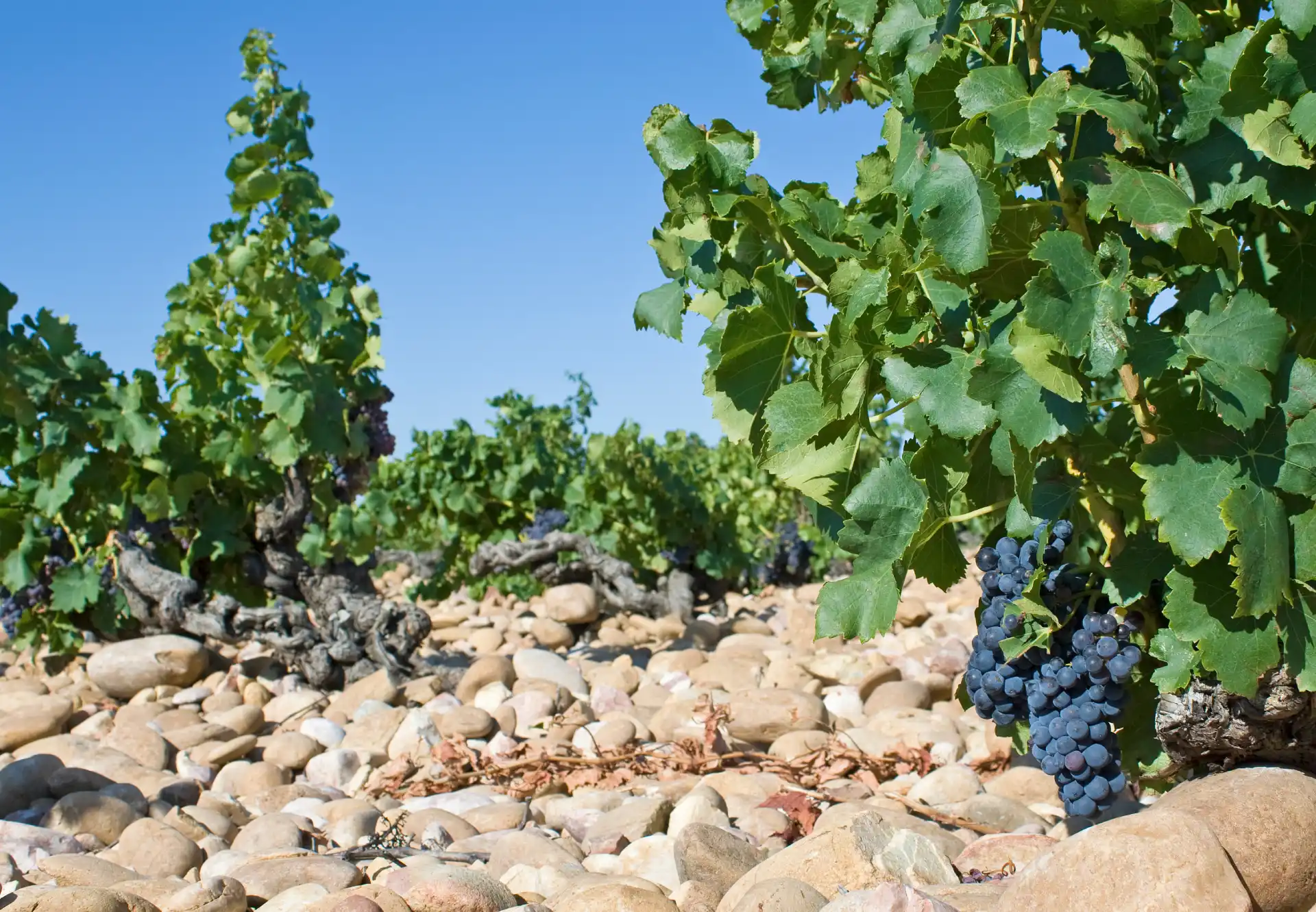 Pieds de vignes raisin noir