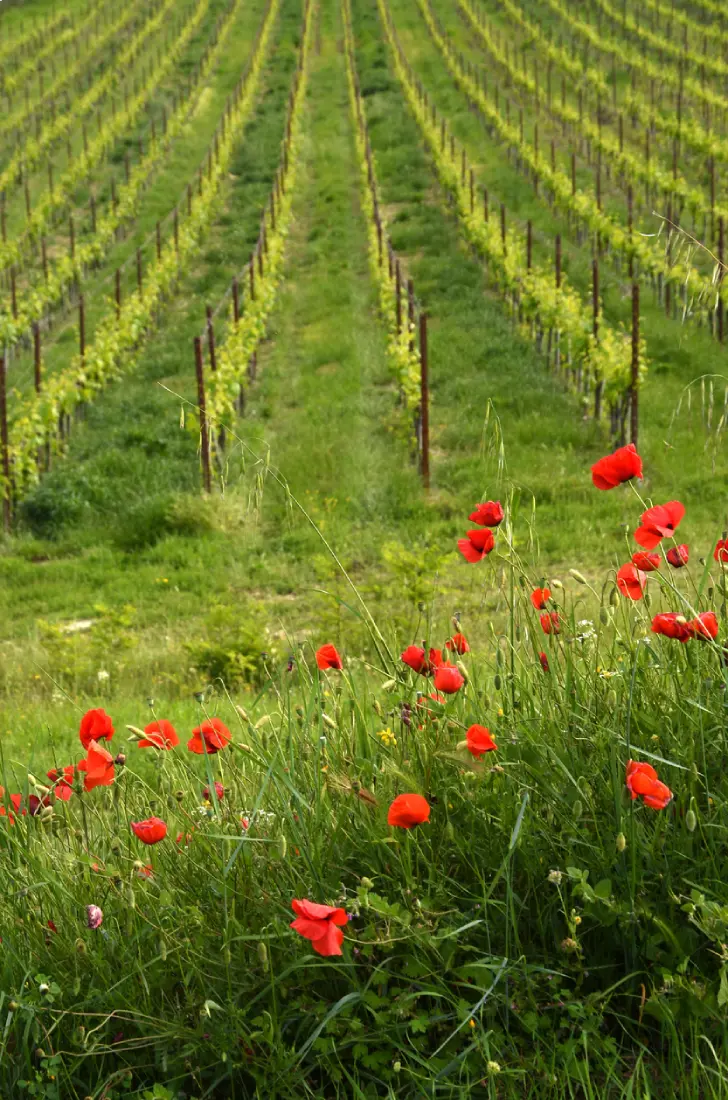 Vignes et coquelicots Sentier Vigneron Provence wine tours