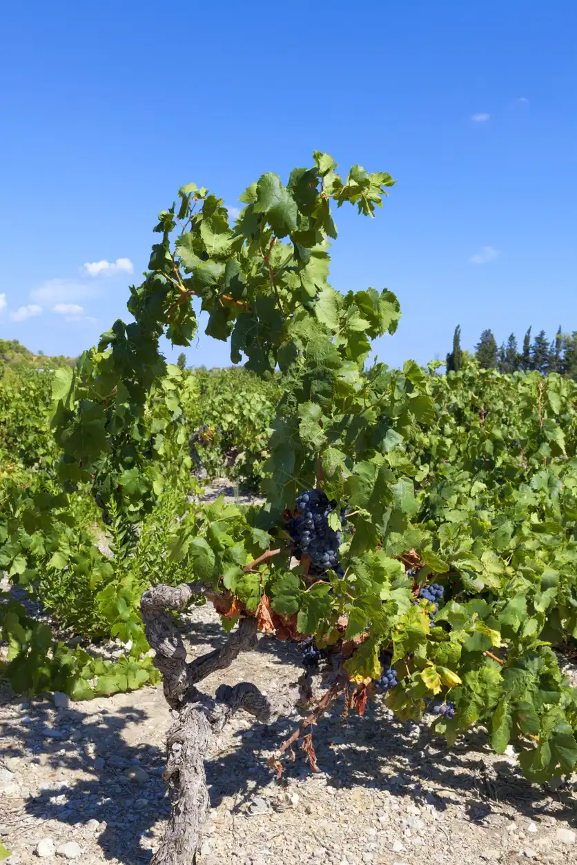 Black Grapes & Vineyards Under the Provençal Sky